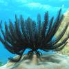 1280px feather star 1